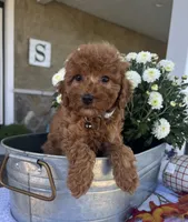 Stella - Mini, a male Miniature Goldendoodle for sale in Warsaw, NY – 4 of 4