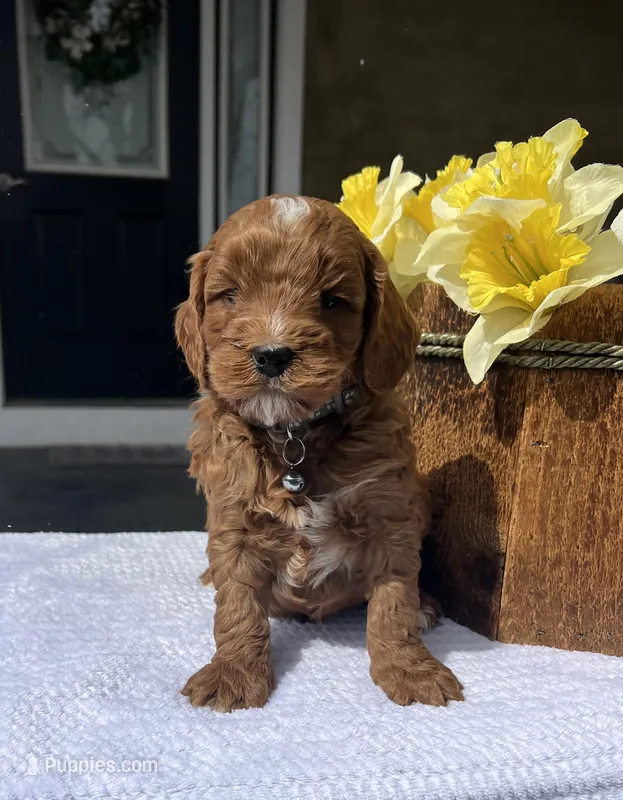 Hunter - Medium – Goldendoodle puppy for sale in Warsaw, NY