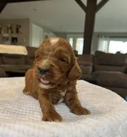Hunter - Medium, a female Goldendoodle for sale in Warsaw, NY – Photo 4 of 4