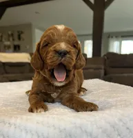Hunter - Medium, a female Goldendoodle for sale in Warsaw, NY – Photo 3 of 4