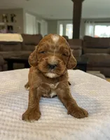 Hunter - Medium, a female Goldendoodle for sale in Warsaw, NY – Photo 2 of 4