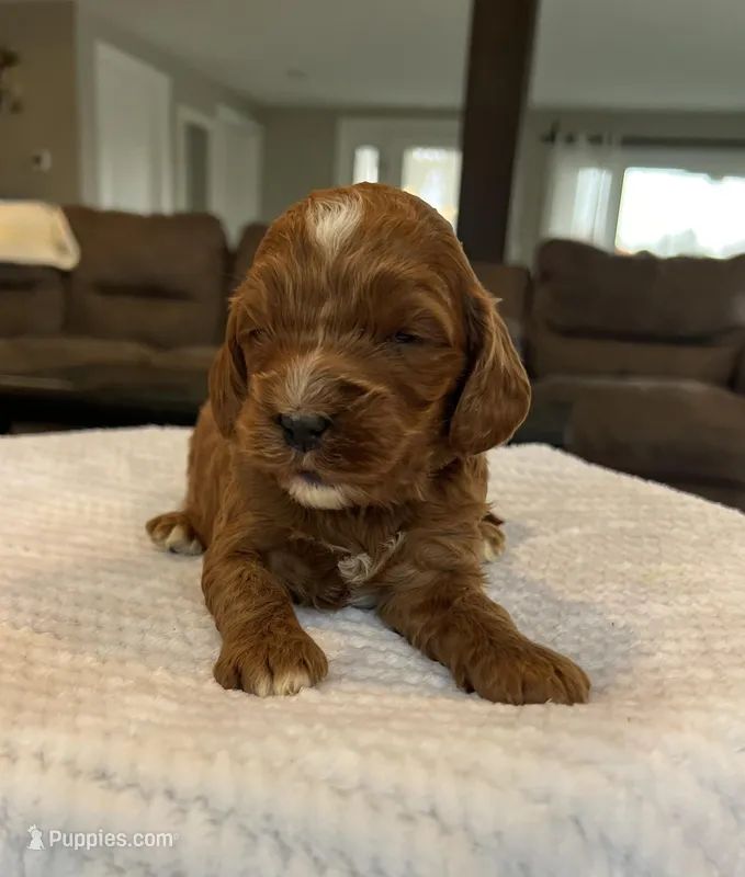 Hunter - Medium – Goldendoodle puppy for sale in Warsaw, NY