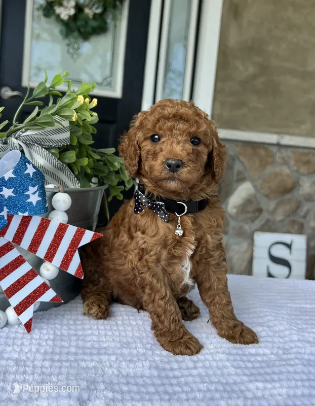 Winston - Medium – Goldendoodle puppy for sale in Warsaw, NY