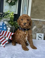 Winston - Medium, a female Goldendoodle for sale in Warsaw, NY – 1 of 4