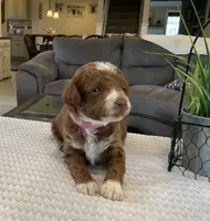 Lily - Mini, a female Miniature Goldendoodle for sale in Warsaw, NY – Photo 1 of 3