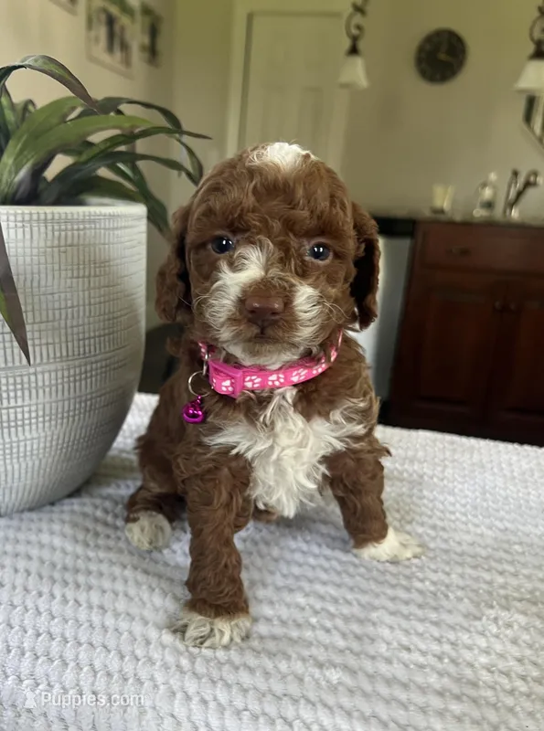 Lily - Mini – Miniature Goldendoodle puppy for sale in Warsaw, NY