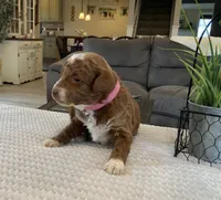 Lily - Mini, a female Miniature Goldendoodle for sale in Warsaw, NY – Photo 3 of 3