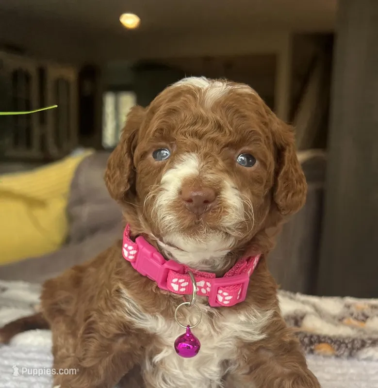 Lily - Mini – Miniature Goldendoodle puppy for sale in Warsaw, NY