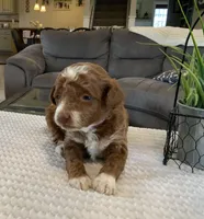 Lily - Mini, a female Miniature Goldendoodle for sale in Warsaw, NY – Photo 2 of 3