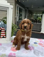 Harley - Mini, a female Miniature Goldendoodle for sale in Warsaw, NY – 4 of 4