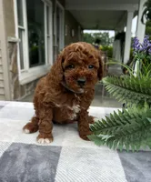 Cali - Mini, a female Miniature Goldendoodle for sale in Warsaw, NY – 2 of 3