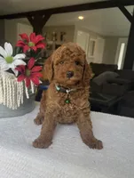 Rocky - Mini, a male Miniature Goldendoodle for sale in Warsaw, NY – 4 of 4