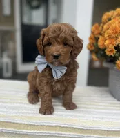 Leo - Medium, a female Goldendoodle for sale in Warsaw, NY – 2 of 3