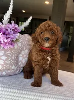 Gage - Mini, a male Miniature Goldendoodle for sale in Warsaw, NY – 1 of 4