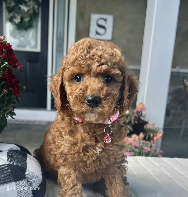 Hazel - Mini – Miniature Goldendoodle puppy for sale in Warsaw, NY