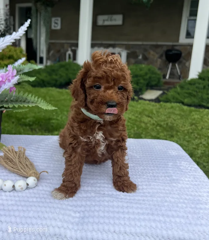 Cali - Mini – Miniature Goldendoodle puppy for sale in Warsaw, NY