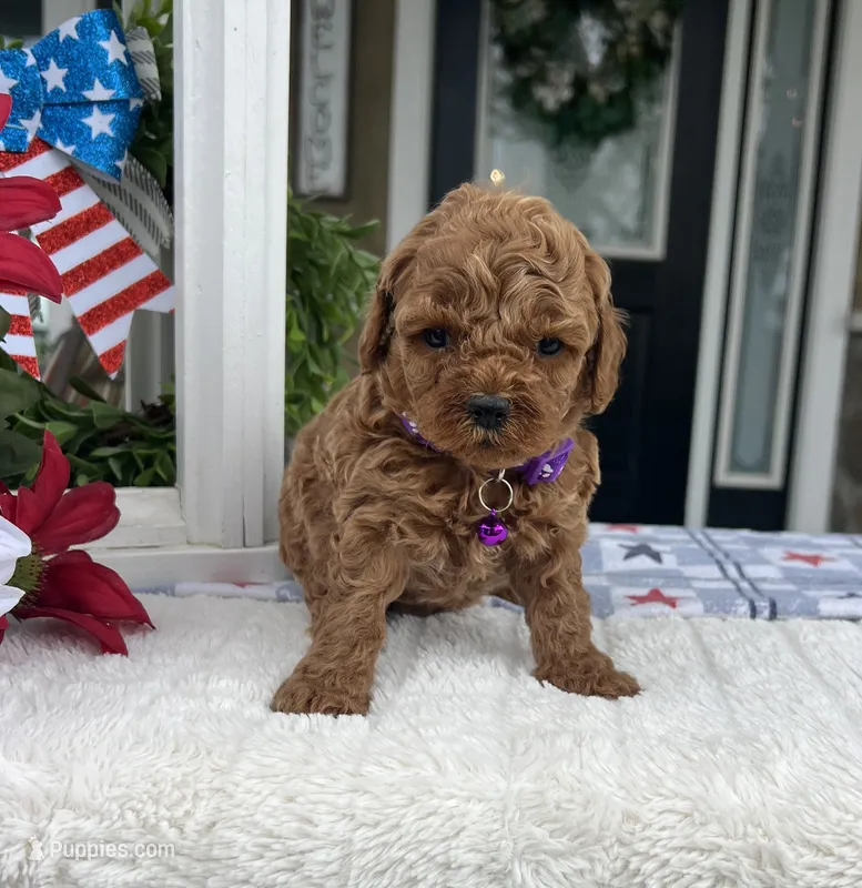 Zara - Mini – Miniature Goldendoodle puppy for sale in Warsaw, NY
