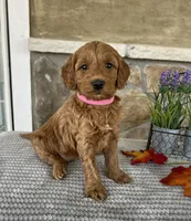 Lacey - Medium, a female Goldendoodle for sale in Warsaw, NY – 4 of 4