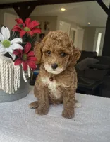 Rory - Mini, a male Miniature Goldendoodle for sale in Warsaw, NY – 3 of 4