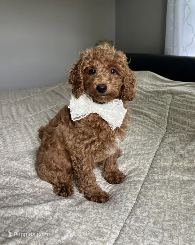 Rosie - Mini – Miniature Goldendoodle puppy for sale in Warsaw, NY