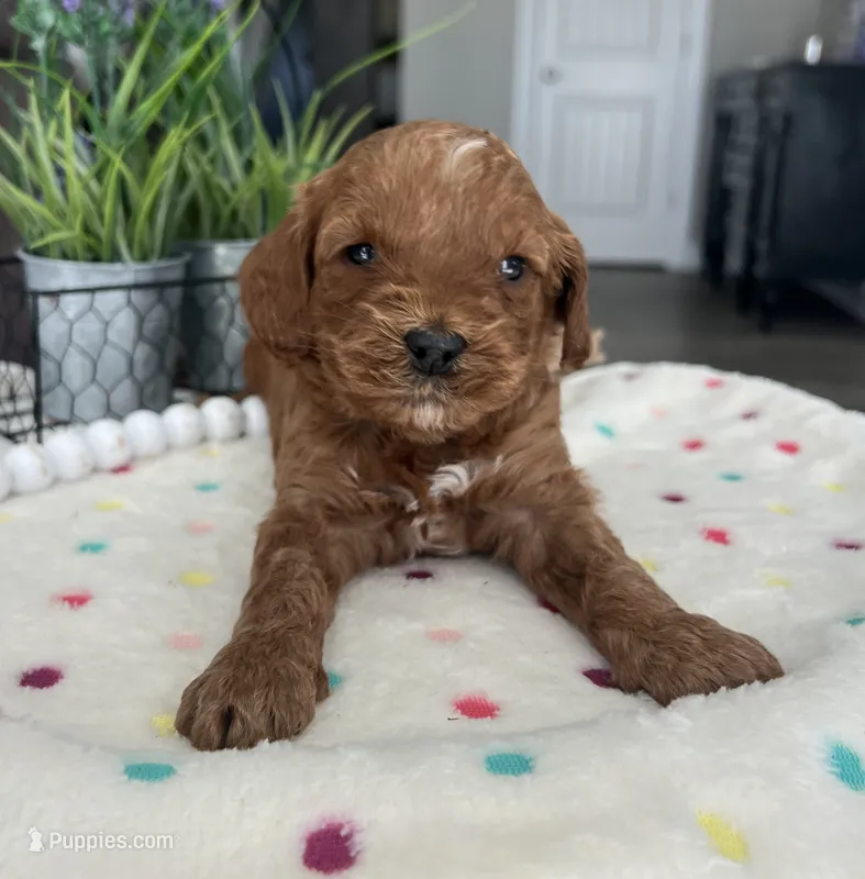 Brynlee - Medium – Goldendoodle puppy for sale in Warsaw, NY