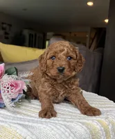 Zander - Mini, a female Miniature Goldendoodle for sale in Warsaw, NY – 1 of 3