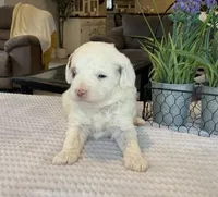 Lexi - Mini, a female Miniature Goldendoodle for sale in Warsaw, NY – Photo 3 of 4