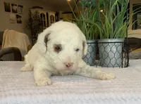 Lexi - Mini, a female Miniature Goldendoodle for sale in Warsaw, NY – Photo 4 of 4