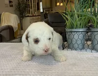 Lexi - Mini, a female Miniature Goldendoodle for sale in Warsaw, NY – Photo 1 of 4