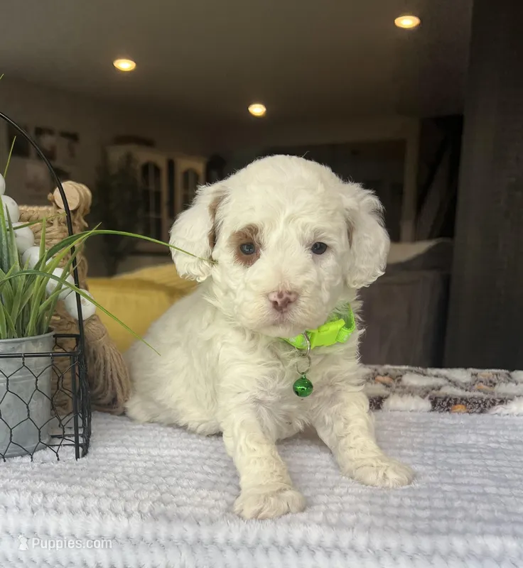 Lexi - Mini – Miniature Goldendoodle puppy for sale in Warsaw, NY