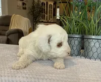 Lexi - Mini, a female Miniature Goldendoodle for sale in Warsaw, NY – Photo 2 of 4