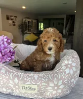 George - Mini, a male Miniature Goldendoodle for sale in Warsaw, NY – 2 of 4