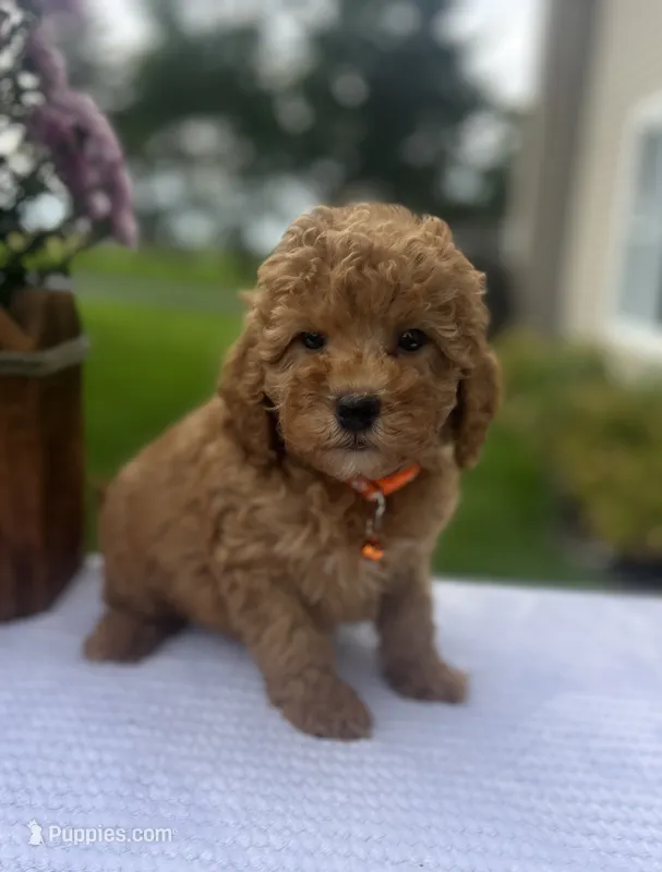 Scarlett - Mini – Miniature Goldendoodle puppy for sale in Warsaw, NY