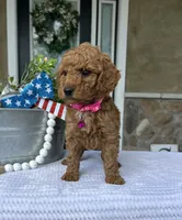 Willow - Medium , a female Goldendoodle for sale in Warsaw, NY – 3 of 4