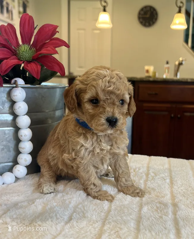 Loki - Mini – Miniature Goldendoodle puppy for sale in Warsaw, NY
