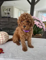 Aurora - Mini, a female Miniature Goldendoodle for sale in Warsaw, NY – 2 of 4
