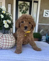 Salem - Mini, a female Miniature Goldendoodle for sale in Warsaw, NY – 2 of 4