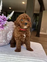 Gage - Mini, a male Miniature Goldendoodle for sale in Warsaw, NY – 2 of 4