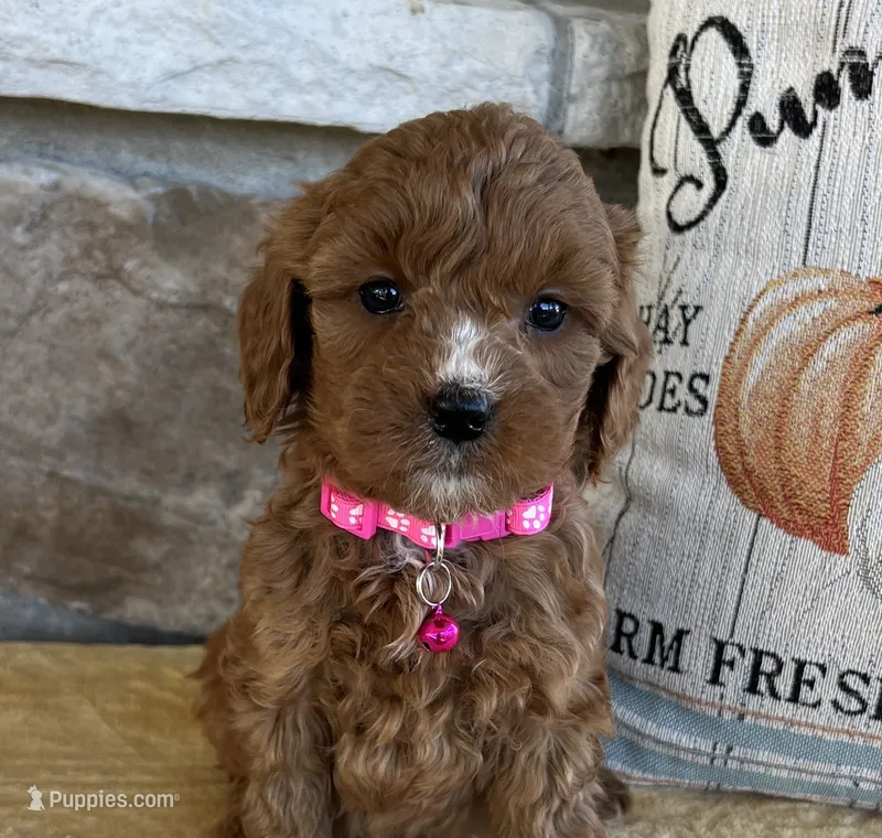 Bailey - Medium – Goldendoodle puppy for sale in Warsaw, NY