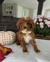 Ava - Mini, a female Miniature Goldendoodle for sale in Warsaw, NY – 3 of 4