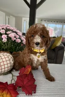 Addison - Mini, a female Miniature Goldendoodle for sale in Warsaw, NY – 2 of 4