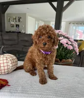 Aurora - Mini, a female Miniature Goldendoodle for sale in Warsaw, NY – 4 of 4