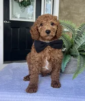 Winston - Medium, a female Goldendoodle for sale in Warsaw, NY – 3 of 4