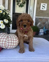 Sadie - Mini, a female Miniature Goldendoodle for sale in Warsaw, NY – 4 of 5