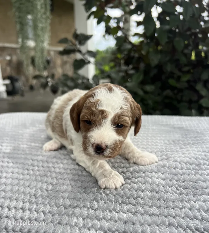 Leo - Mini – Miniature Goldendoodle puppy for sale in Warsaw, NY