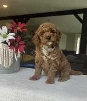 Rowen - Mini, a male Miniature Goldendoodle for sale in Warsaw, NY – 2 of 4
