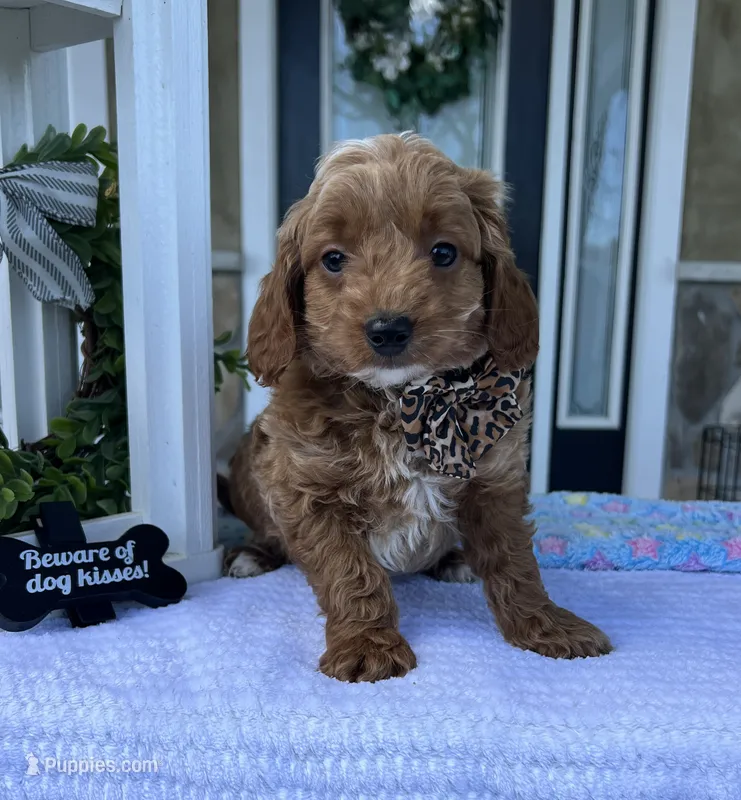 Milo - Mini – Miniature Goldendoodle puppy for sale in Warsaw, NY