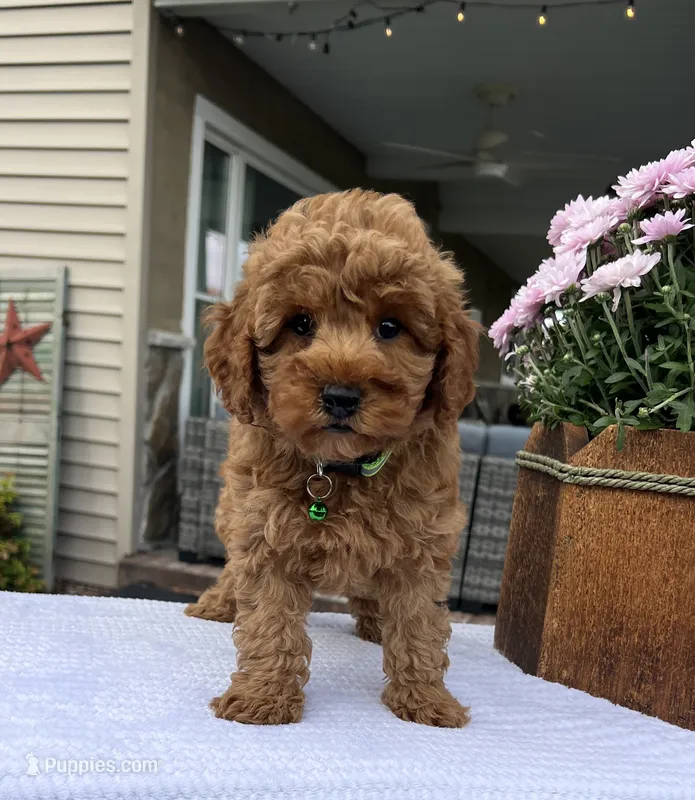 Skye - Mini – Miniature Goldendoodle puppy for sale in Warsaw, NY