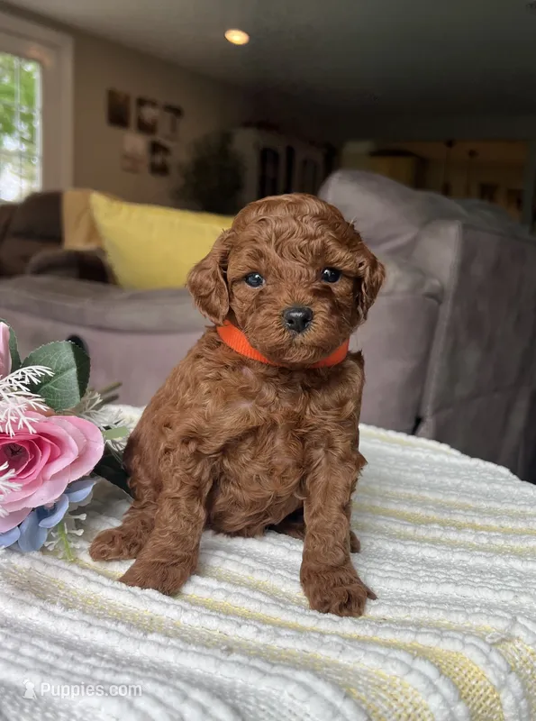 Zion - Mini – Miniature Goldendoodle puppy for sale in Warsaw, NY