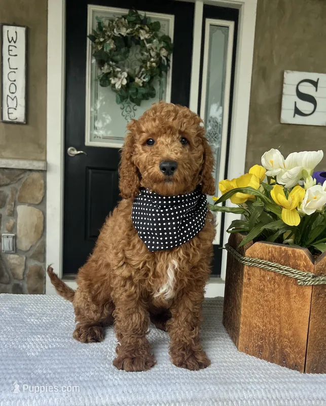 Winston - Medium – Goldendoodle puppy for sale in Warsaw, NY